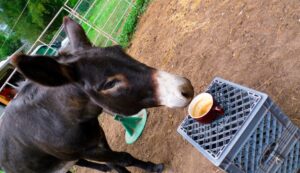 La técnica del Palo y la Zanahoria… solo funciona con burros